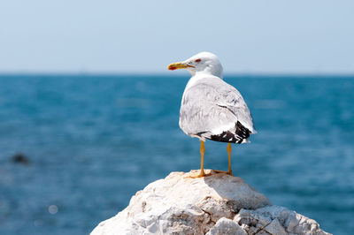 Seagull perching on rock by sea against clear sky