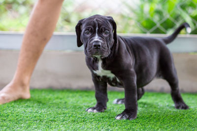 Portrait of dog on grass