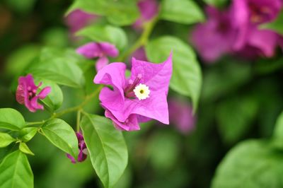 Close-up of pink flowering plant