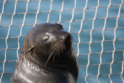 Close-up of sea lion by fence