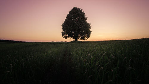 Scenic view of agricultural field against sky during sunset