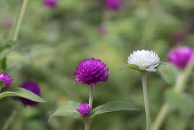 Close-up of purple flowering plant