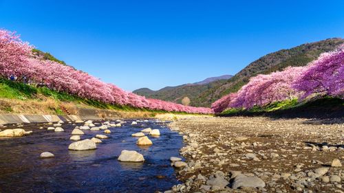 Scenic view of cherry blossoms along river in mountains against clear blue sky in japan.