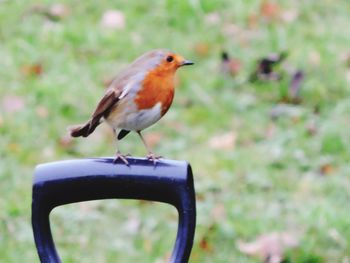 Close-up of bird perching outdoors