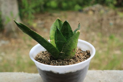 Close-up of succulent plant