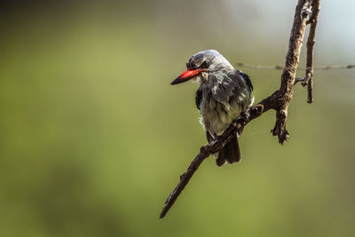 Close-up of bird perching on a branch