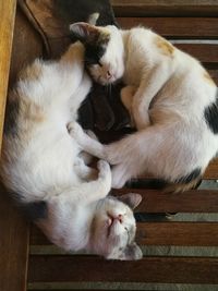 High angle view of cats relaxing at home