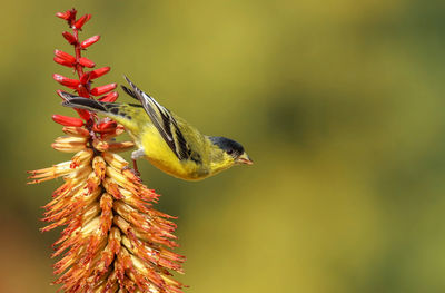 Close-up of songbird perching on flowering plant