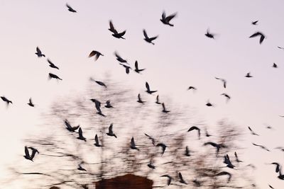 Low angle view of birds flying