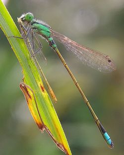 Close-up of caterpillar on leaf