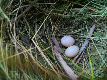 High angle view of eggs in grass