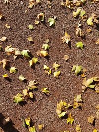 High angle view of leaves on field