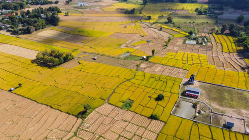 High angle view of yellow agricultural field