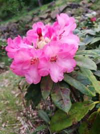 Close-up of pink flower