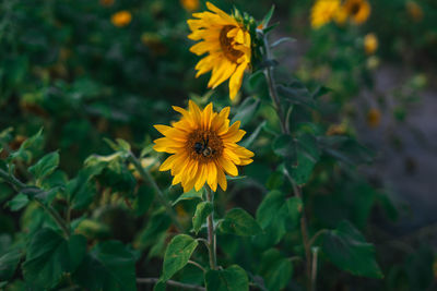 Close-up of yellow flowering plant on field