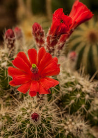 Close-up of red flowers blooming outdoors