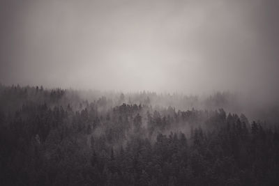 Panoramic view of forest against sky