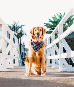 Portrait of dog outdoors