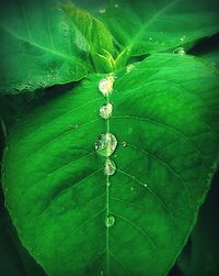 Close up of leaves