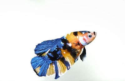 Close-up of fish against white background