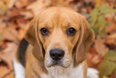 Close-up portrait of dog