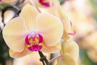 Close-up of pink orchids