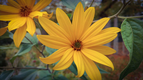 Close-up of yellow flowers blooming outdoors