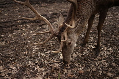 Deer grazing in a field