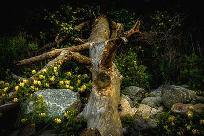 Stream flowing through rocks in forest