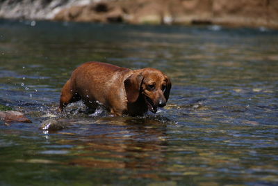 Dog in a lake