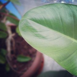 Close-up of green leaves