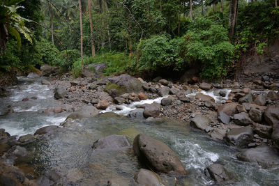 Scenic view of waterfall in forest