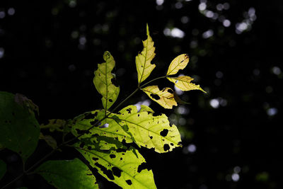 Close-up of leaves on tree