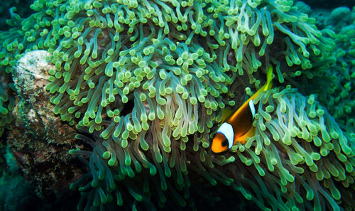 Close-up of fish swimming in sea