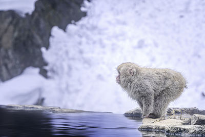 Monkey on rock by lake during winter