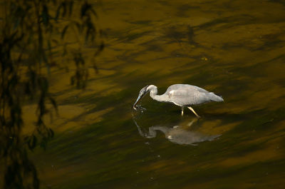 High angle view of duck in lake