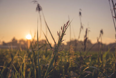 Close-up of stalks in field against sunset