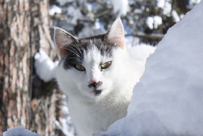 Close-up portrait of cat