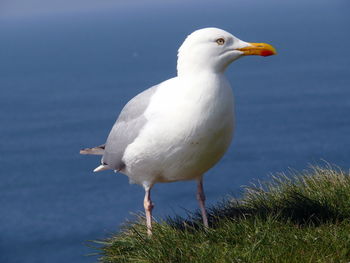 Close-up of seagull perching on grass by lake