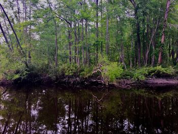 Reflection of trees in forest