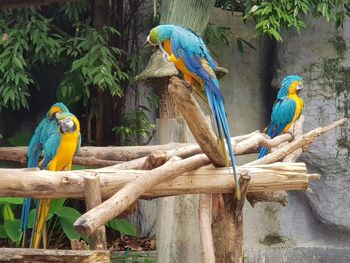 Birds perching on wooden post