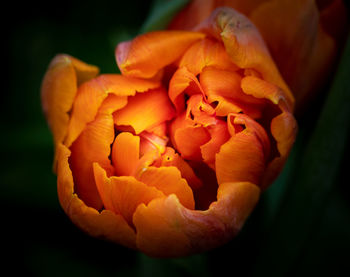 Close-up of orange rose flower