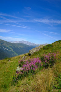 Purple flowering plants on field against sky