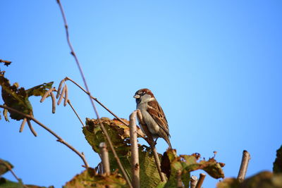 Low angle view of bird perching on branch against blue sky
