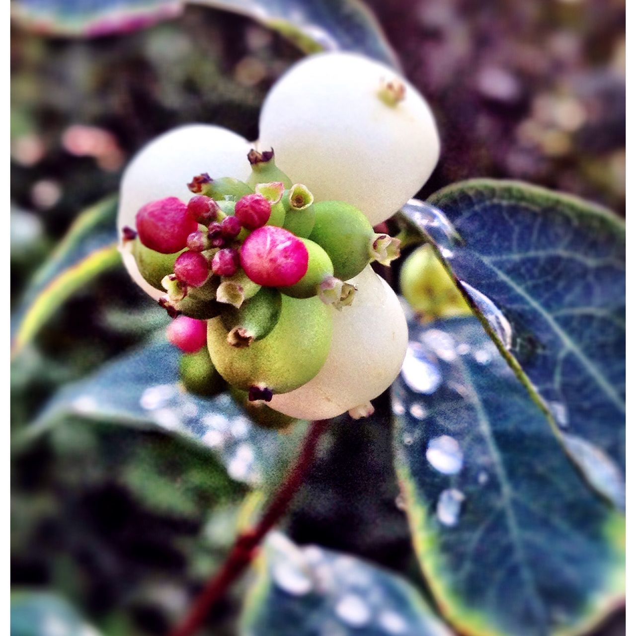 close-up, fruit, freshness, growth, food and drink, selective focus, pink color, nature, plant, focus on foreground, day, fragility, beauty in nature, outdoors, botany, springtime, thorn, no people