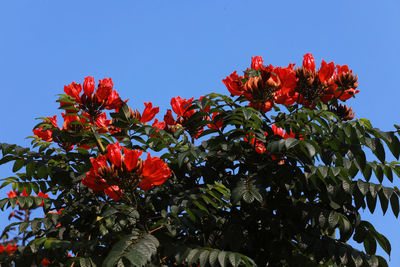 Low angle view of red flowering plant against clear sky