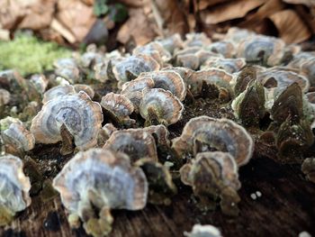 Close-up of seashells