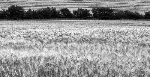 Scenic view of field