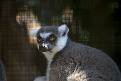 Close-up portrait of cat
