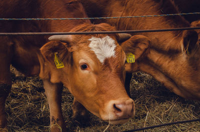 Cows in a farm